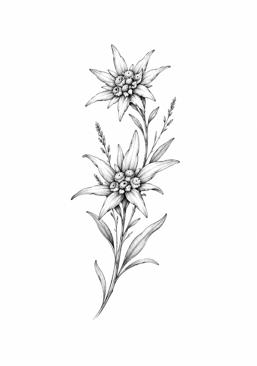 Edelweiss