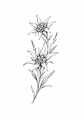 Edelweiss
