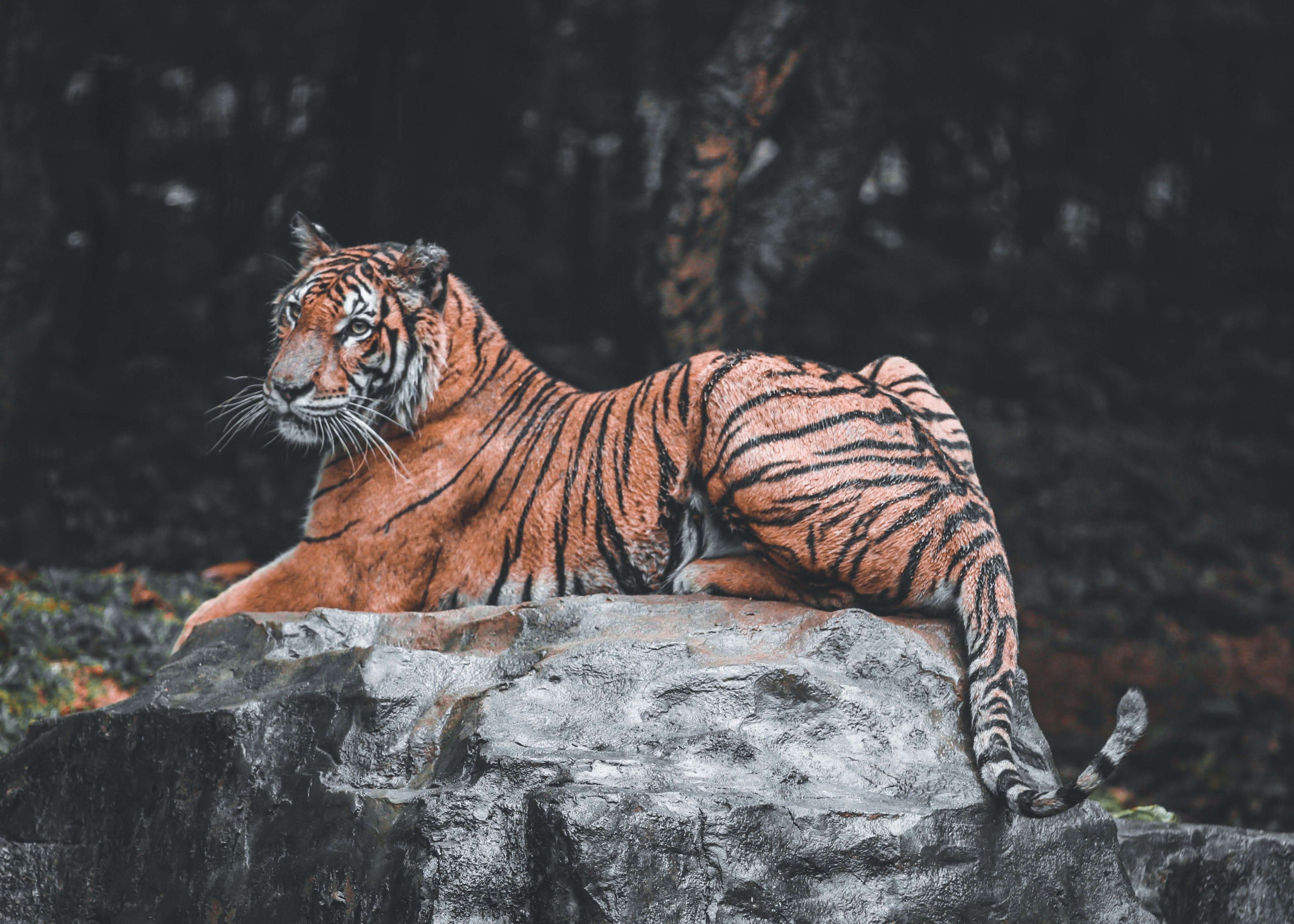Animals