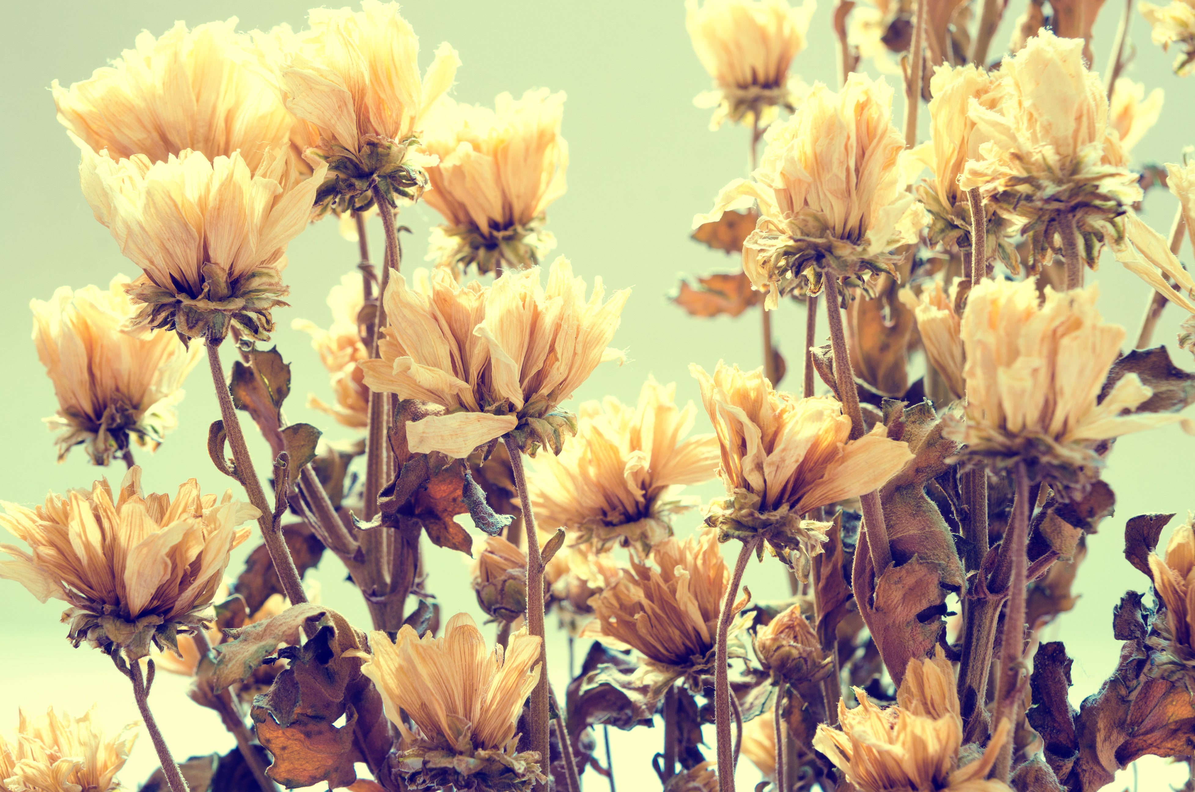 Floral