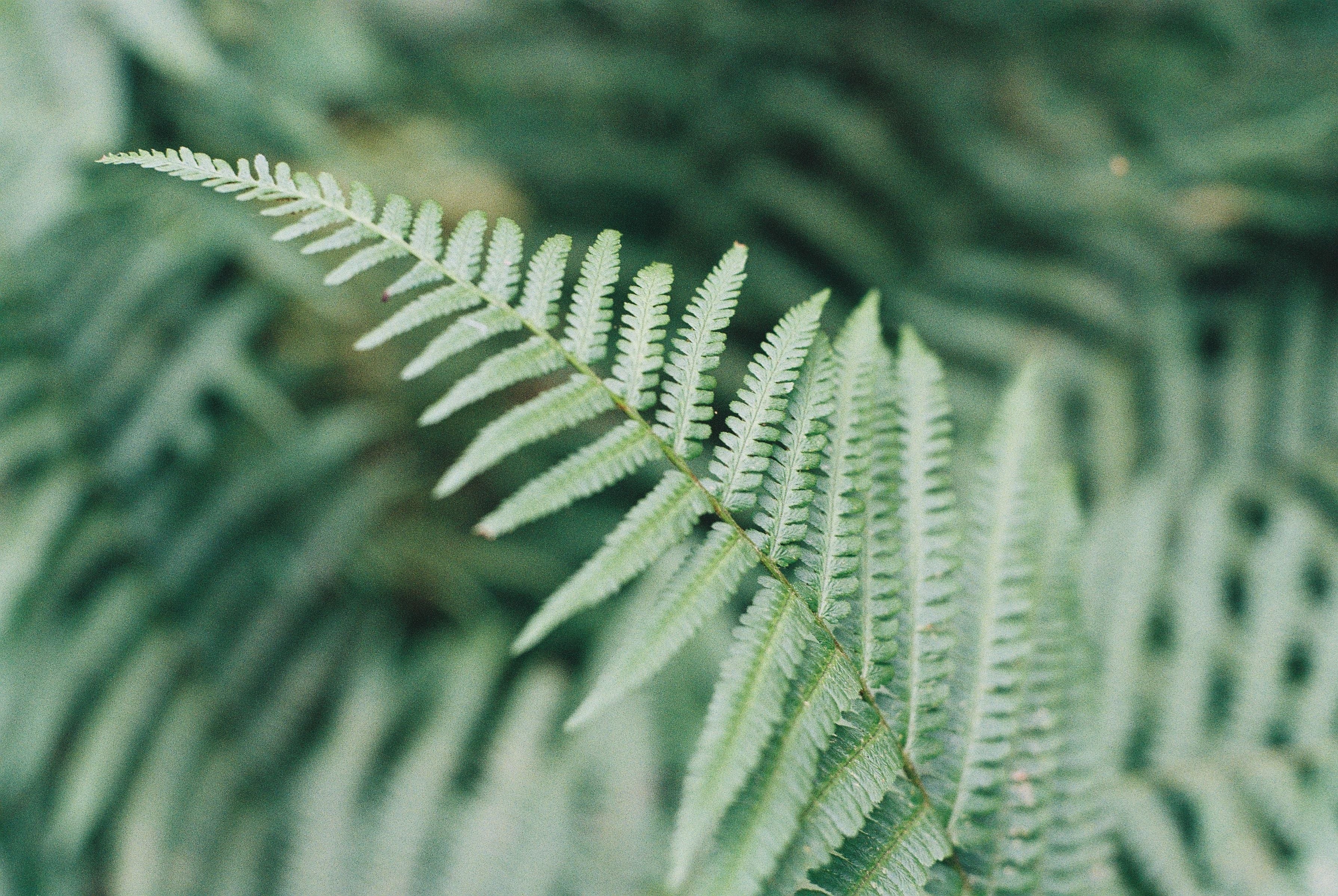 Plants